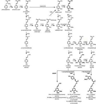 Lignin Engineering in Forest Trees
